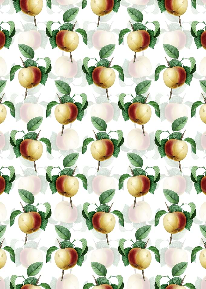 White Snow Calville Apple