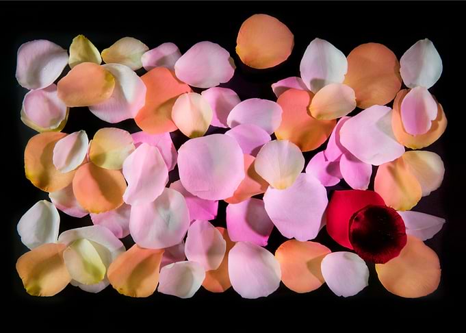 Back lit Flower petals