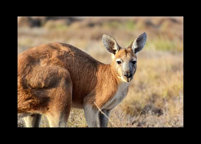 Kangaroo