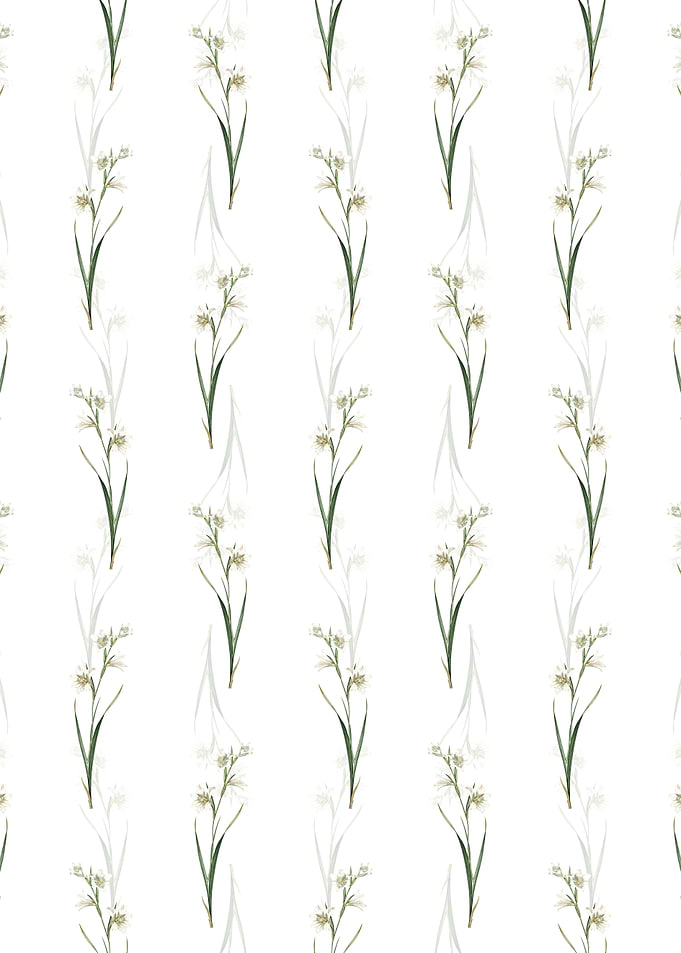 White Painted Lady Pattern