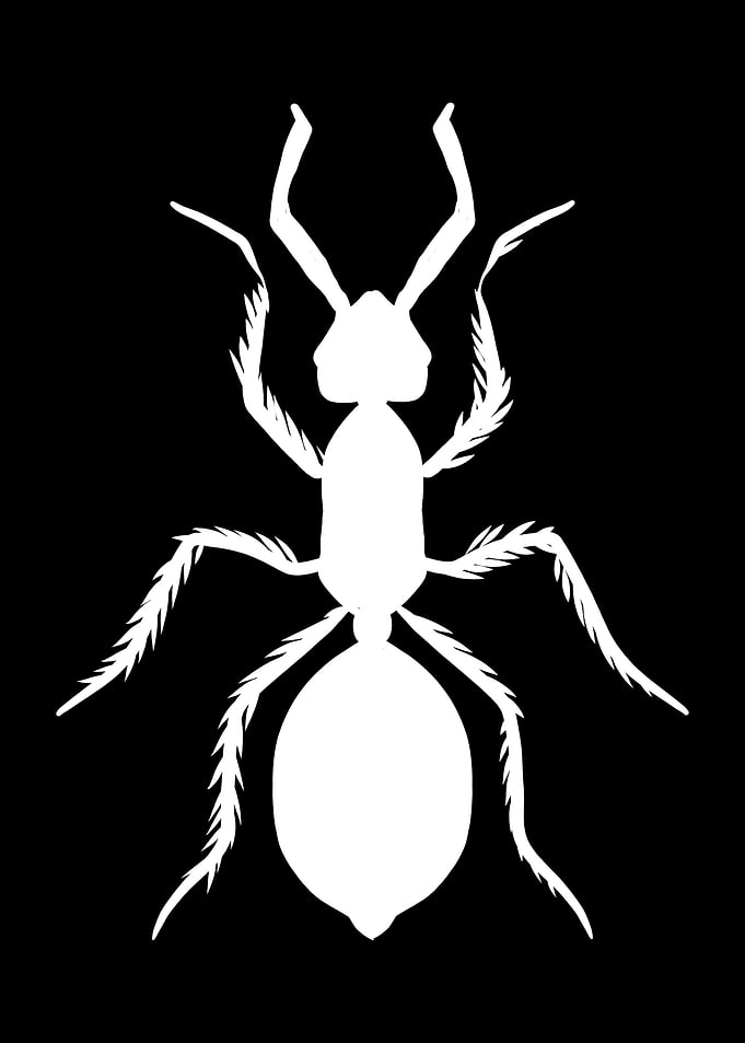 Ant