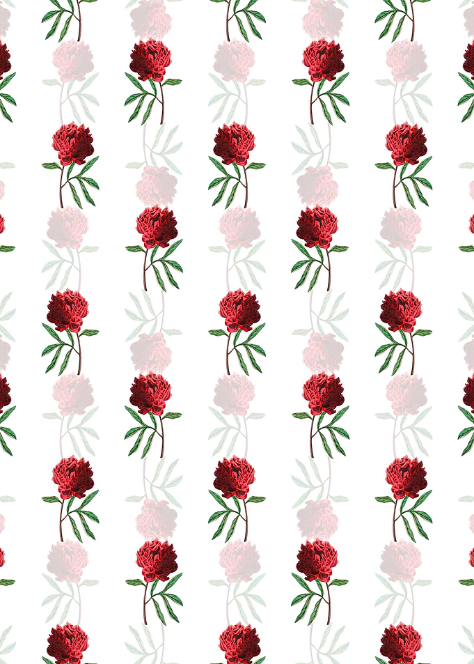 White Potts Chinese Peony