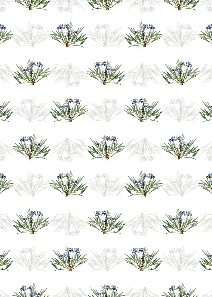 Dwarf Crested Iris Pattern