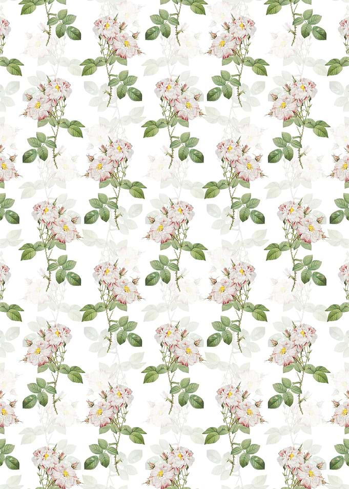 White Damask Rose Pattern