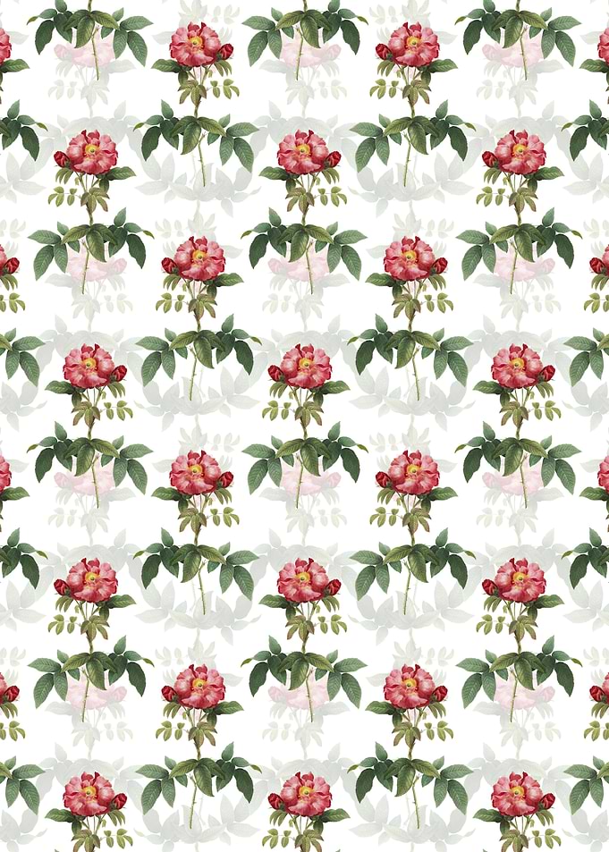 White Provins Rose Pattern