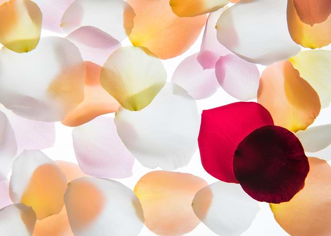 Back lit Flower petals