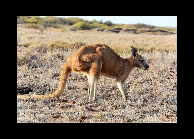 Kangaroo