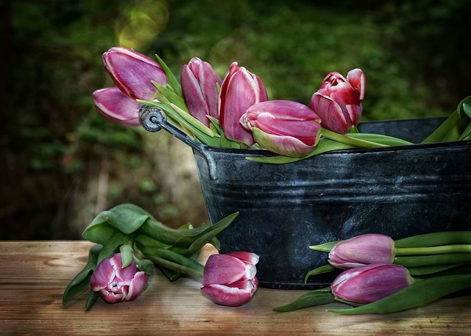 Tulips