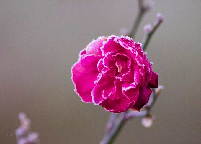 winter love