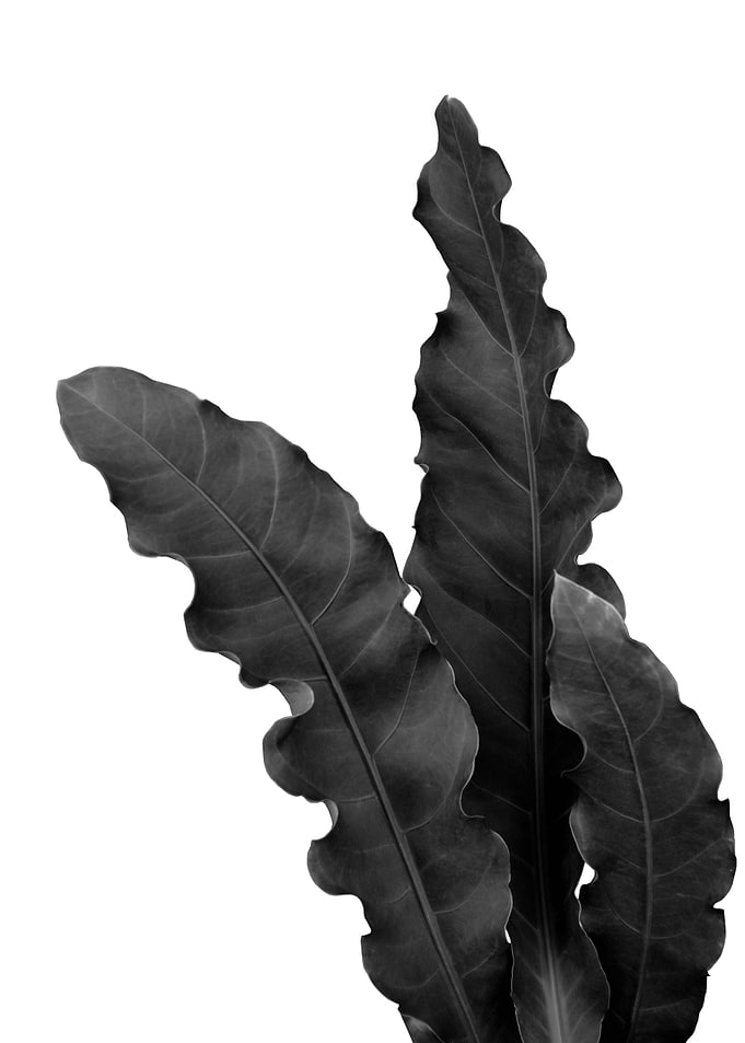 Minimal Tropical Leaves 1