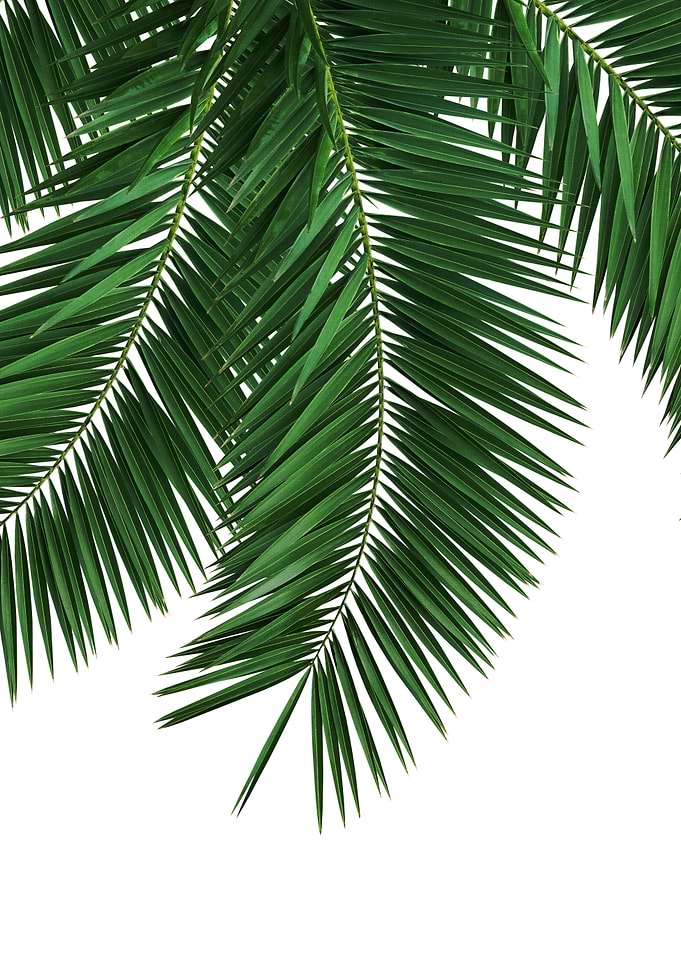 Palm Leaves Tropical 2