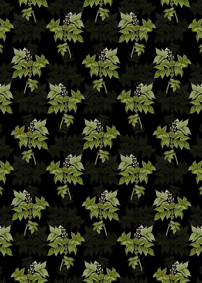 Black European Bladdernut