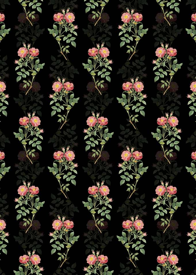 Elizabeths Sweetbriar Rose