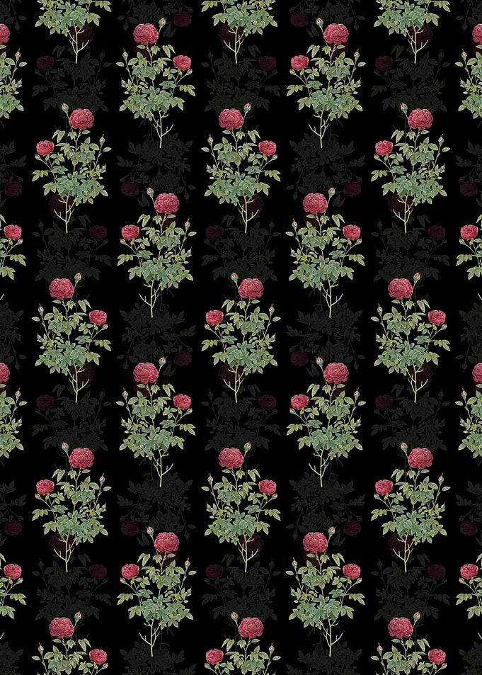 Burgundy Cabbage Rose