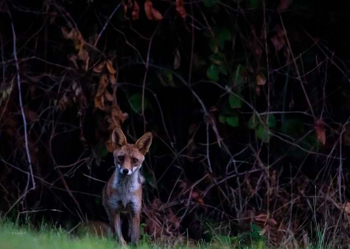 a curious one 2