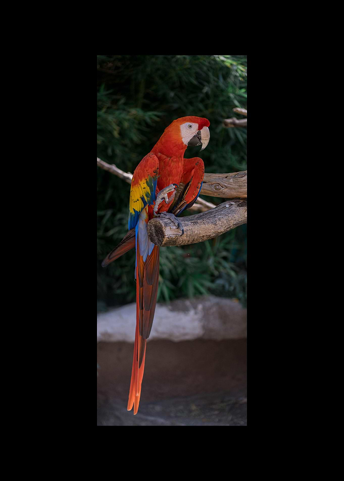 Parrot