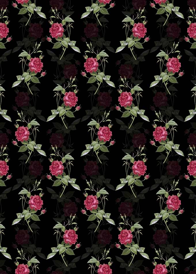 Blood Red Bengal Rose
