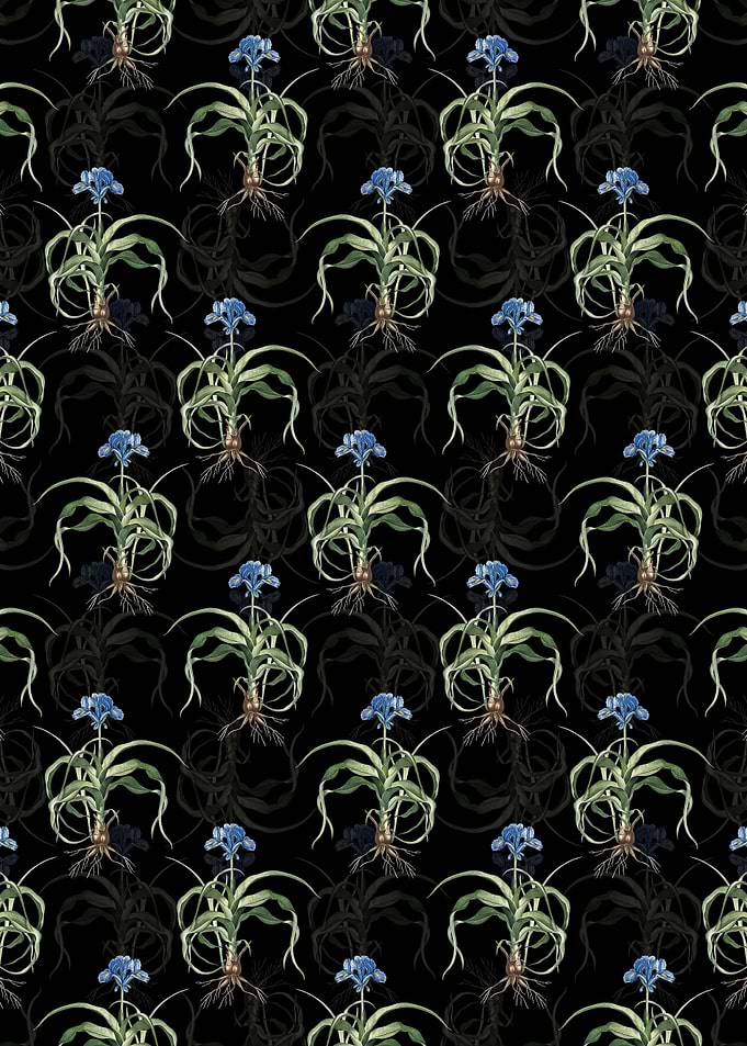 Iris Scorpiodes Pattern