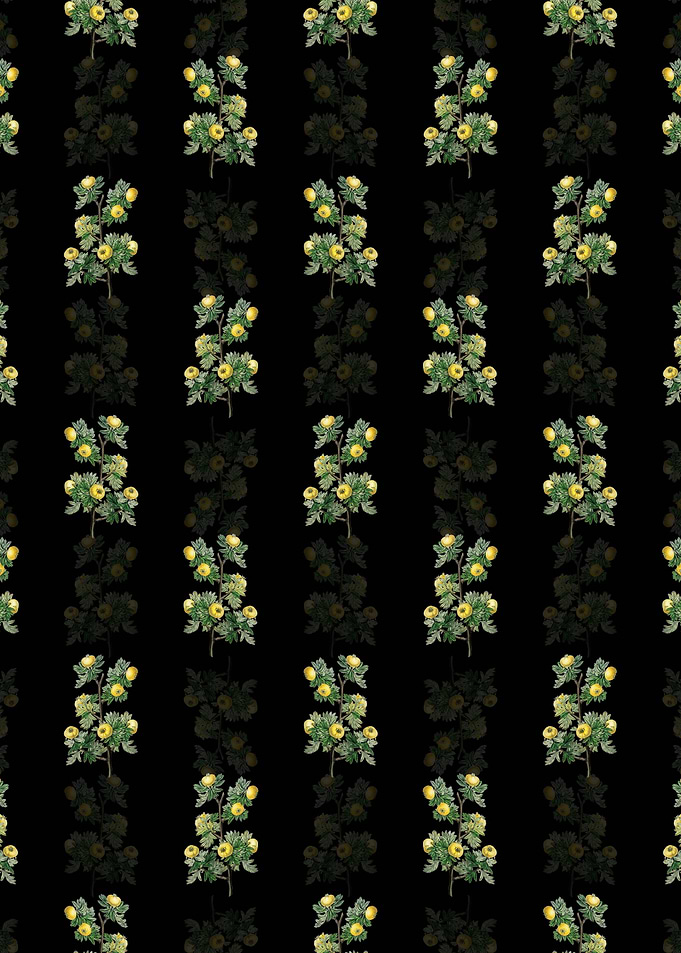 Tansy Leaved Hawthorn