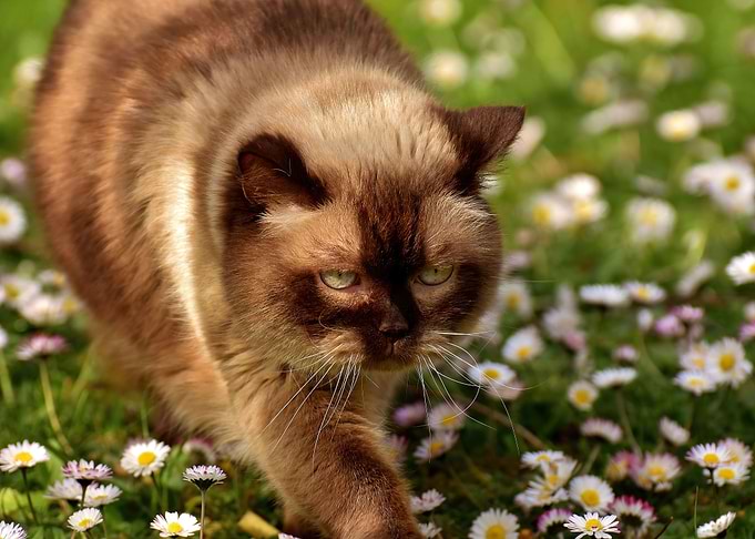 cute eye cat