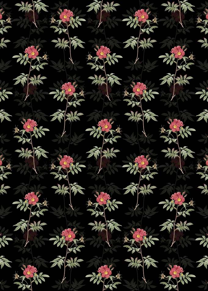 Black Rosa Redutea Glauca