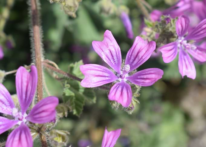 Malva Sylvestris 1