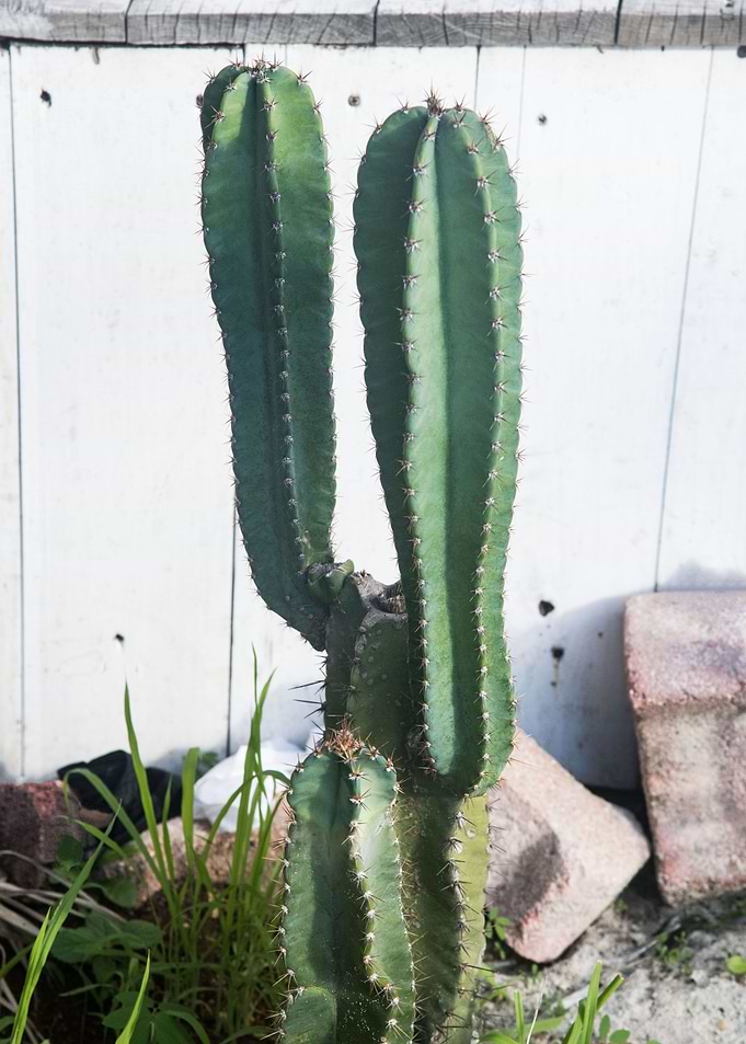 Rustic Mexican Cacti 1