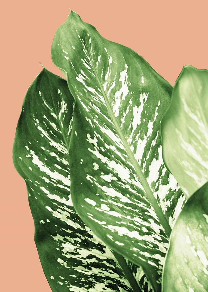 Dieffenbachia 1