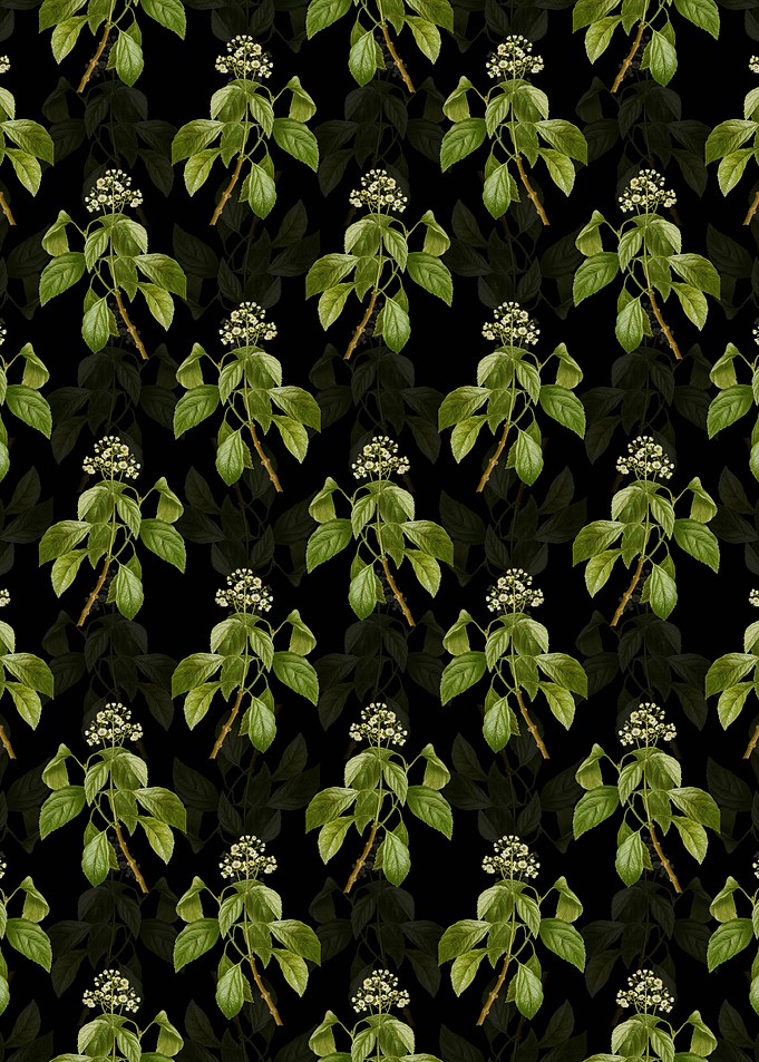 Climbing Hydrangea Pattern