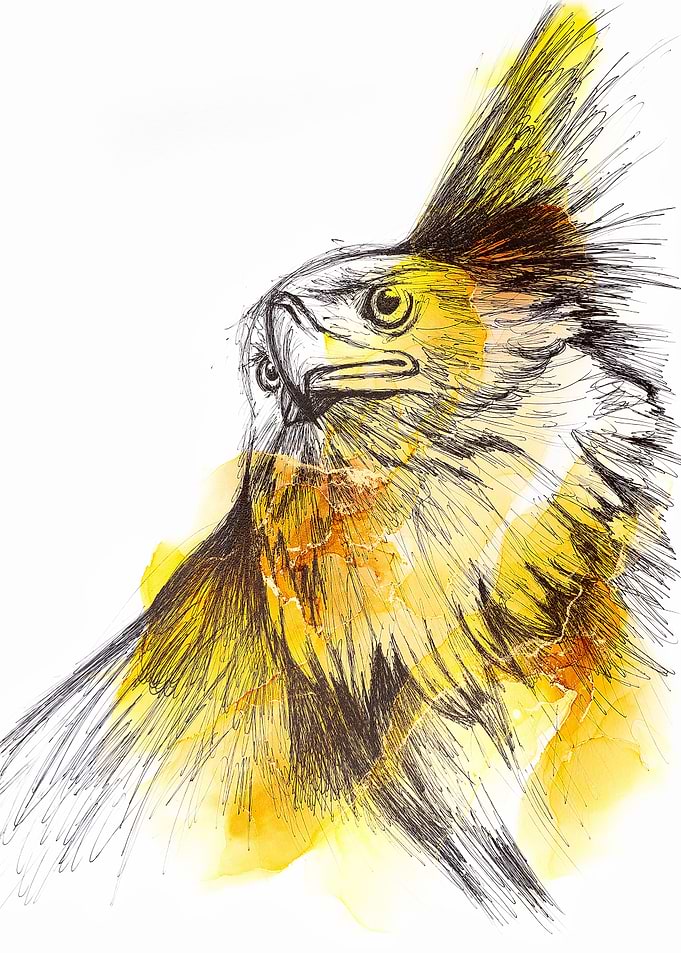 Aquila