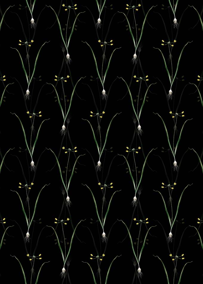 Allium Scorzonera Folium