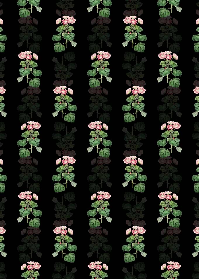 Black Rhomb Leaved Palavia