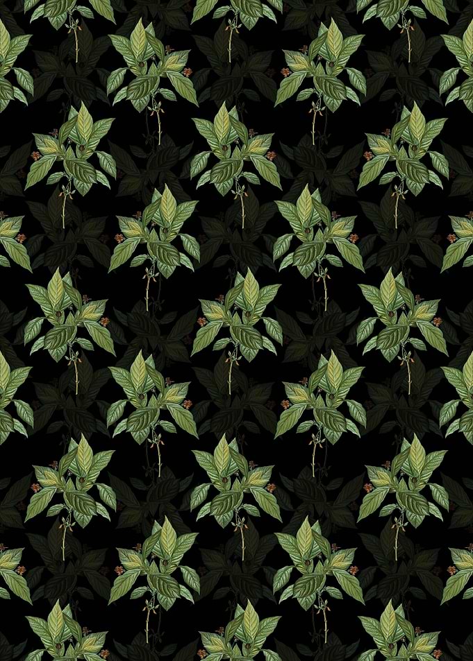 Alpine Honeysuckle Plant