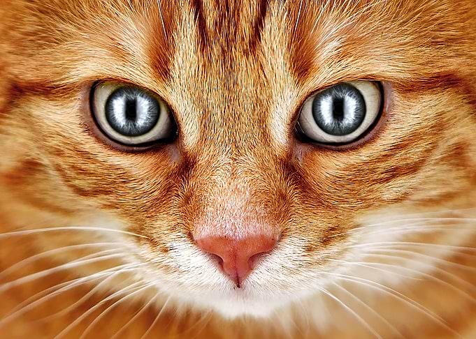 Eye Cat