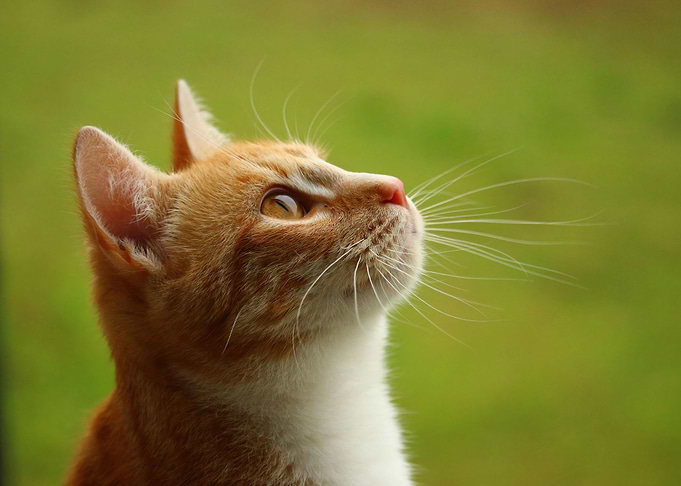 cute eye cat