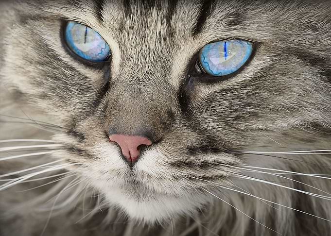 Eye Cat