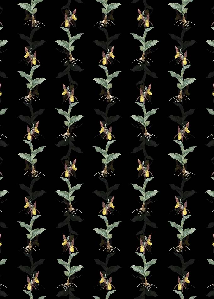 Black Ladys Slipper Orchid