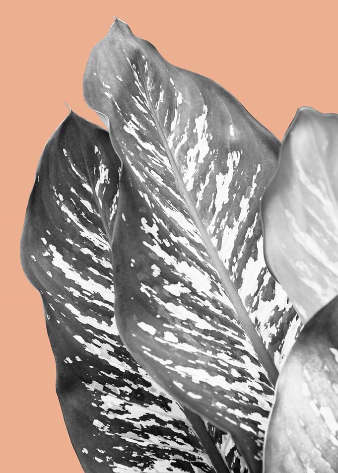 Dieffenbachia 1