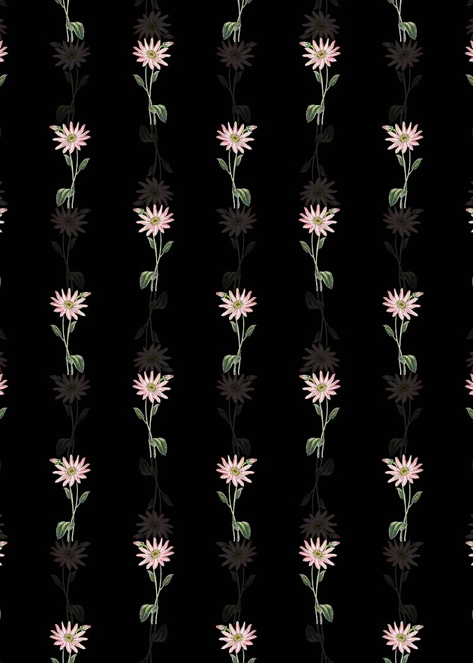 Mr Dicksons Echinacea