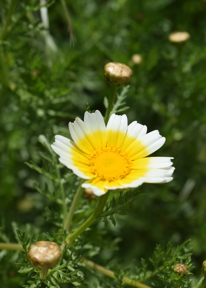 Glebionis coronaria 1