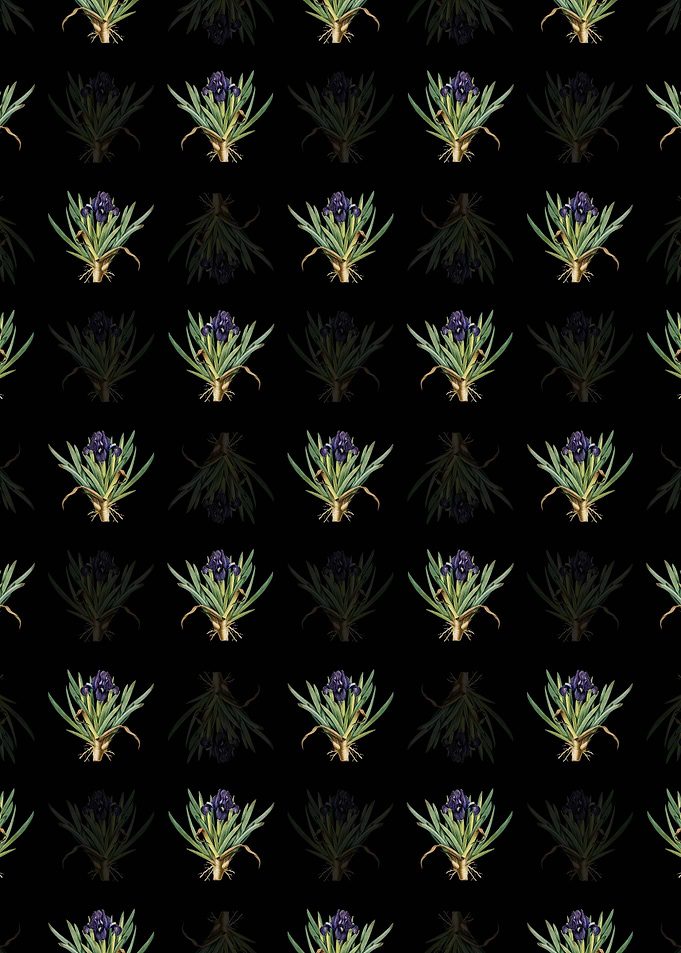 Floral Pygmy Iris Pattern