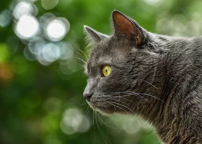Eye Cat
