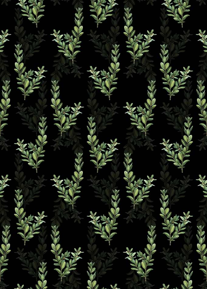 Black Buxus Colchica Bush