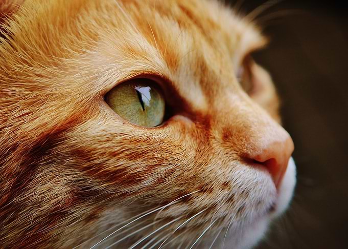 cute eye cat