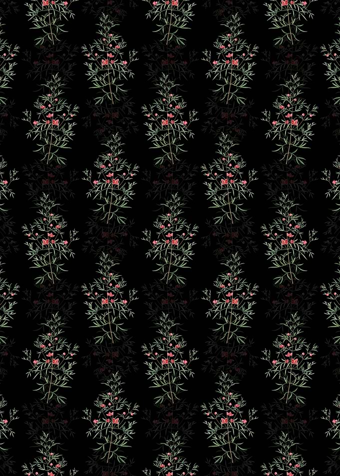 Boronia Pinnata Pattern