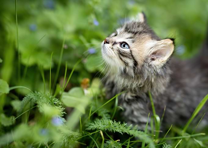 cute eye cat