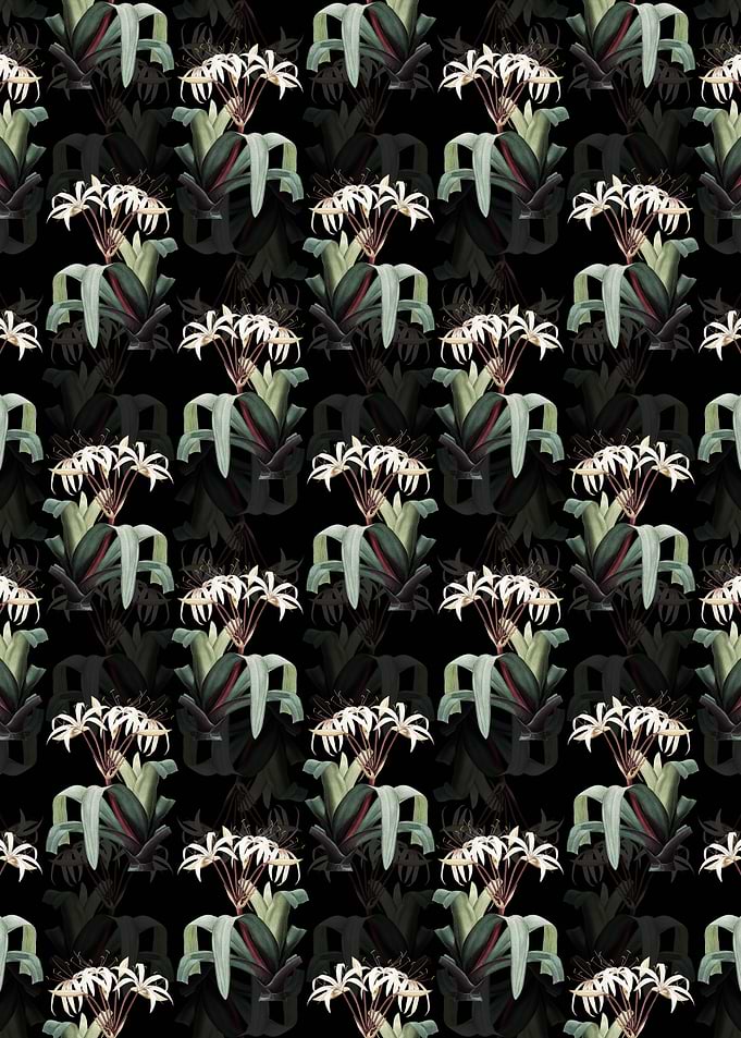 Crinum Erubescens Pattern
