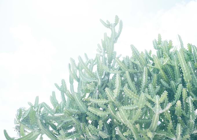 Mexican Cacti Dream 1