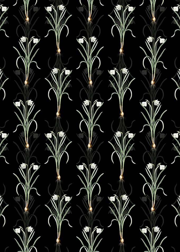 Narcissus Candidissimus