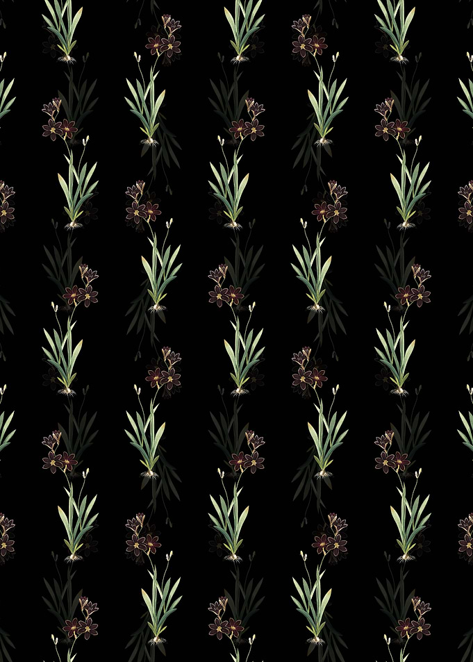 Ixia Grandiflora Pattern